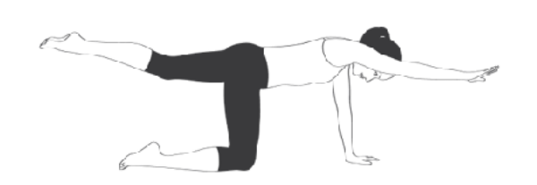 Bài tập Kneeling Superman (Bird Dog Pose)
