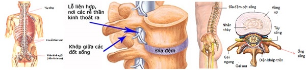 Tổng quan về tủy sống