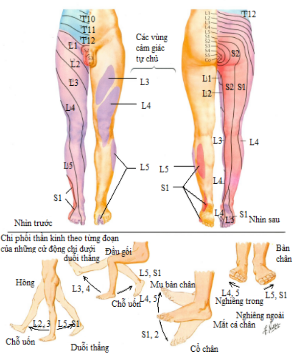 Chi phối cảm giác và vận động các rễ thần kinh thắt lưng