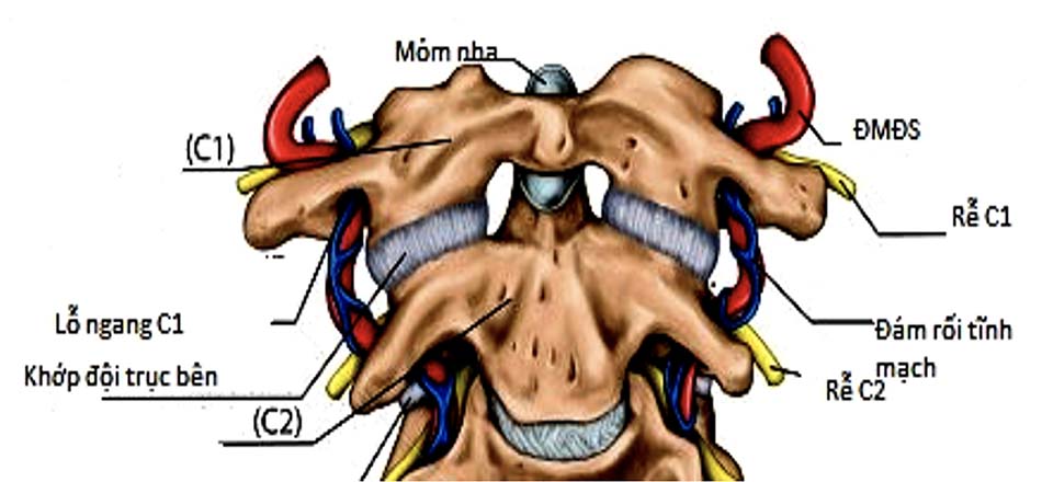 Bó mạch thần kinh C1-C2