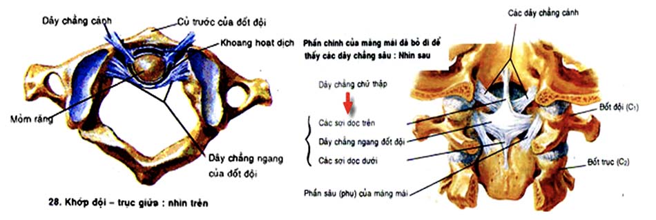 Các khớp đội trục
