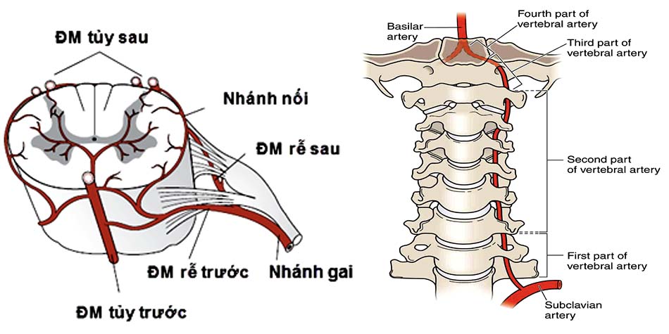 Động mạch cấp máu cho cột sống và tủy cổ