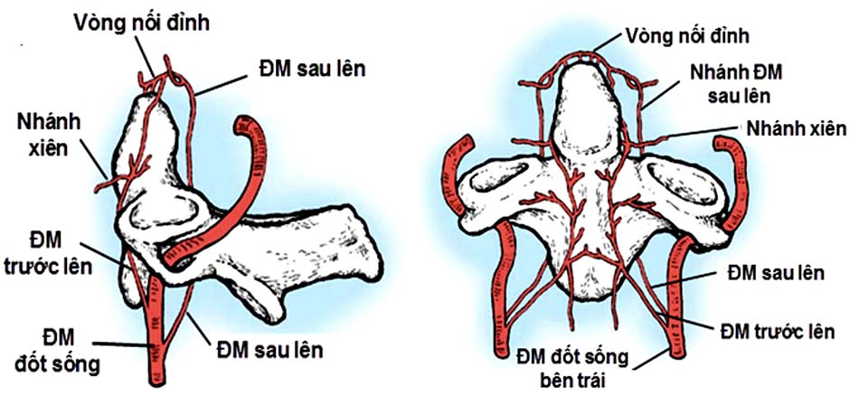Sơ đồ động mạch cấp máu đốt trục