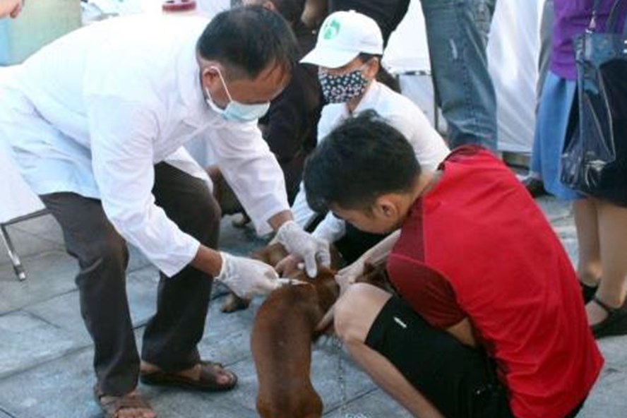 Tiêm phòng bệnh dại trên đàn chó mèo là cách tốt nhất ngăn chặn bệnh lây sang người (Ảnh: TTXVN)